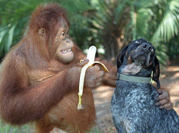 banan_dog_orangutan
