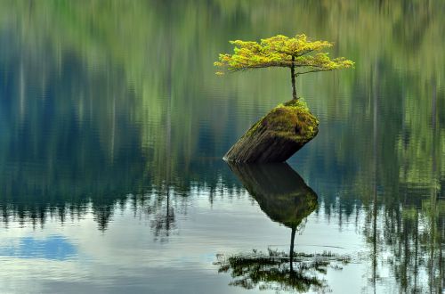Озеро, дерево
